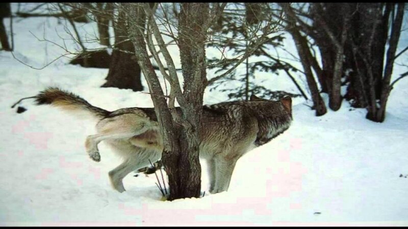Wolf in Snow — White, Natural, Winter