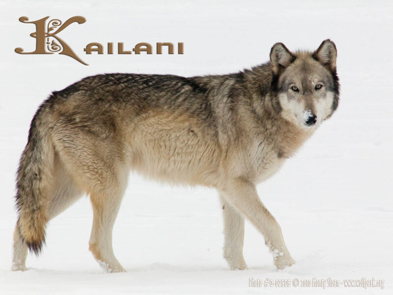 Wolf in Snow — White, Neutral