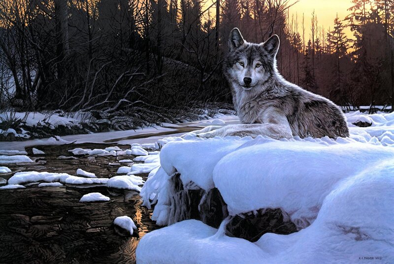 Wolf in Snow — White, Serene, Winter, Illustration