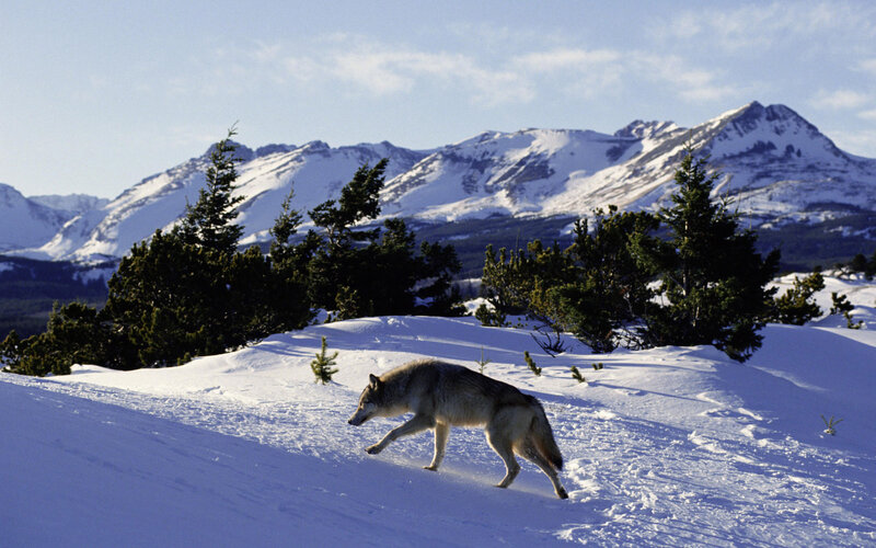 Wolf in Snow — White, Serene, Winter, Photograph, Mountains