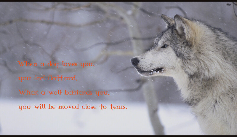 Wolf in Snow — White, Serene, Winter, Photograph