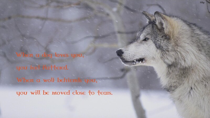 Wolf in Snow — White, Serene, Winter, Photograph, Tree Branches