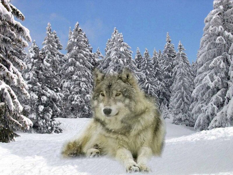 Wolf in Snow — White, Serene, Winter, Photograph, Trees