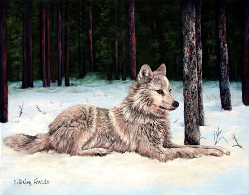 Wolf in Snow — White, Serene, Winter