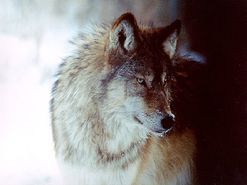 Wolf in Snow — White, Serious