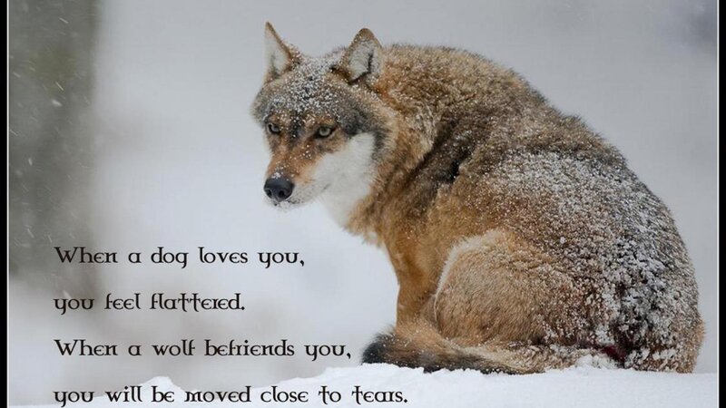 Wolf in Snow — White, Serious, Winter, Photograph