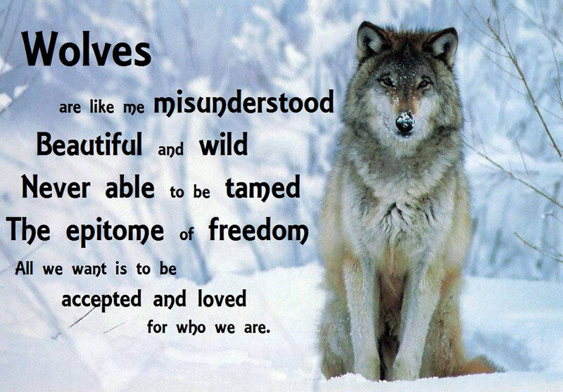Wolf in Snow — White, Serious, Winter, Photograph, Trees