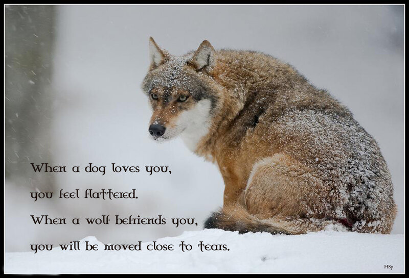 Wolf in Snow — White, Serious, Winter