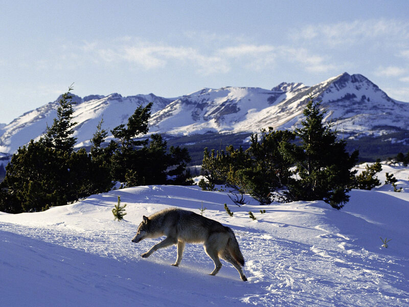 Wolf in Snow — White