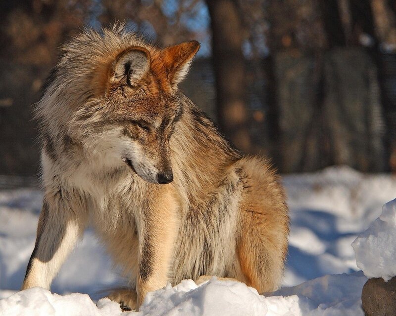 Wolf in Snow — White, Trees