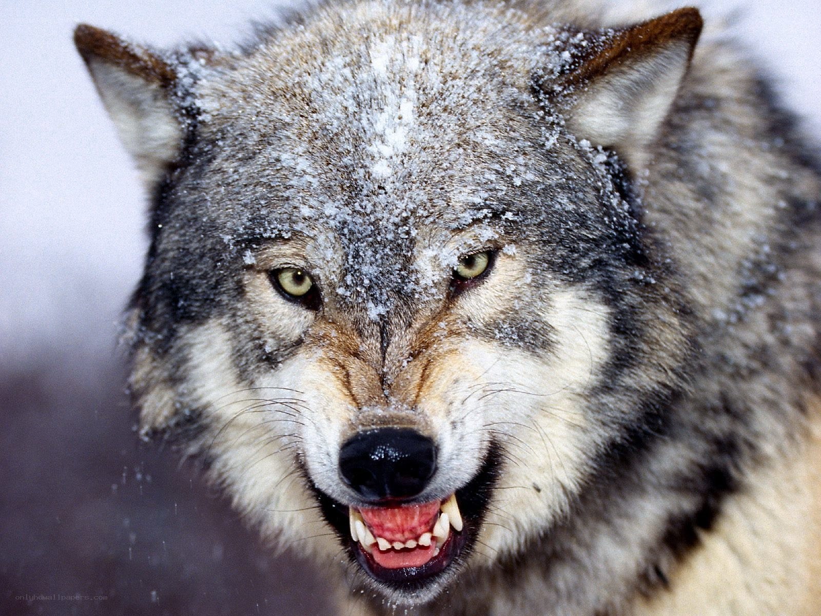 wolf in snow with bared teeth