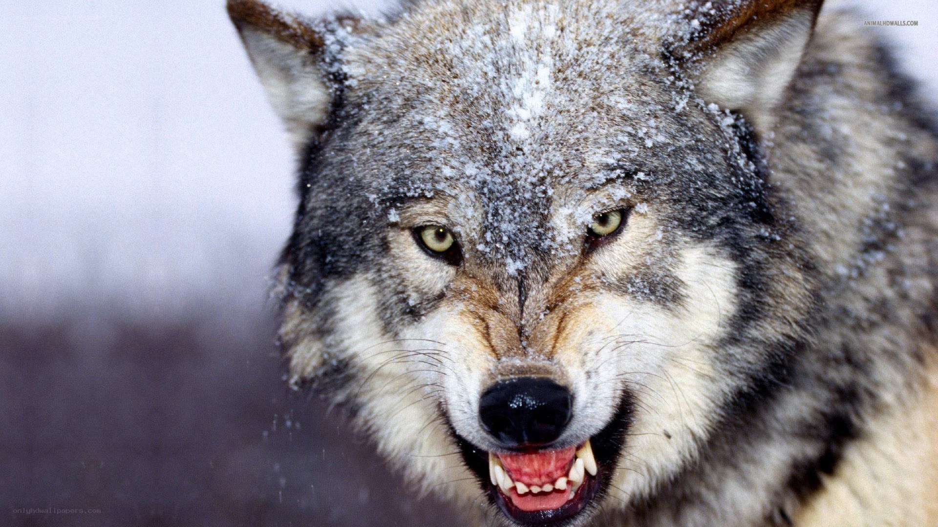 wolf in snow with open mouth
