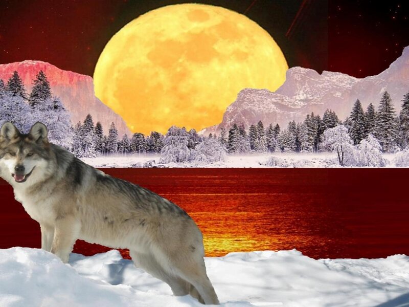 Wolf in Snow — Yellow