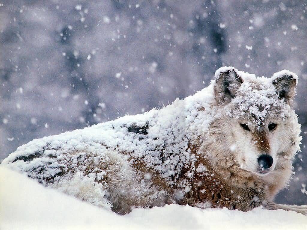 wolf in snowstorm