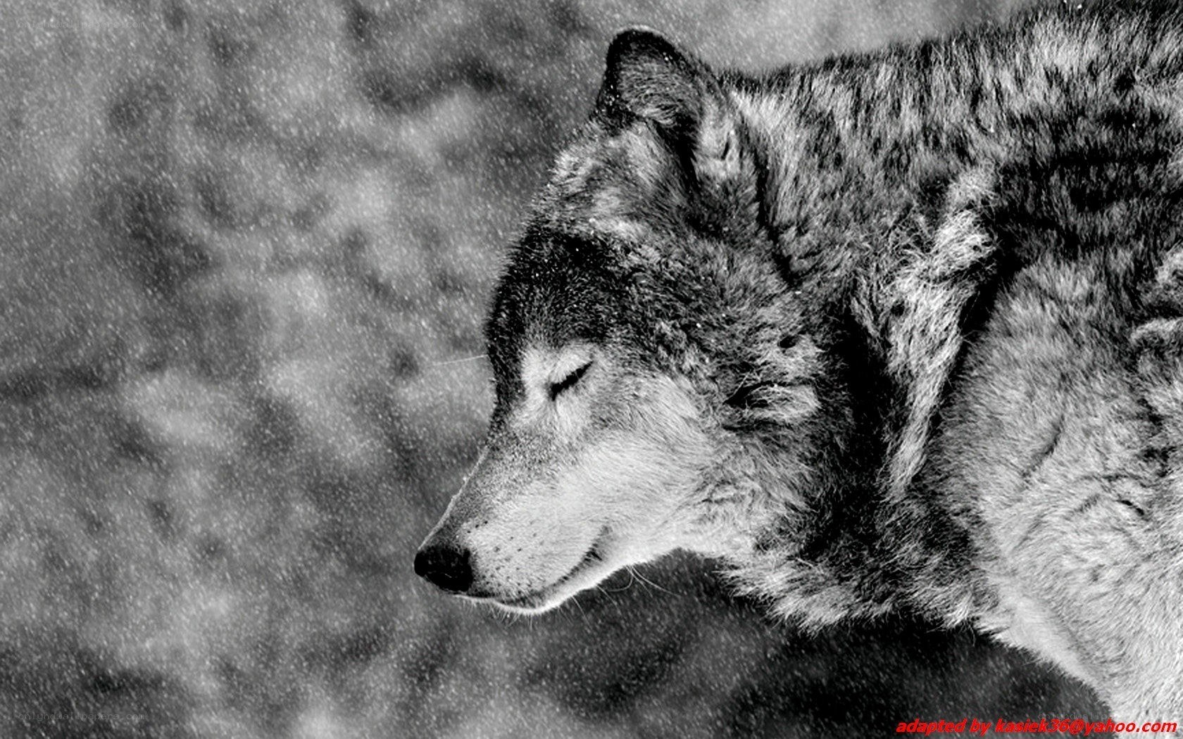 wolf in snowstorm