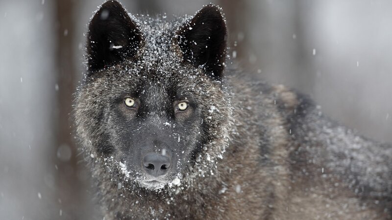 wolf in snowstorm