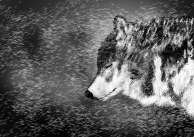Wolf in Snowstorm — Black, Dramatic, Winter