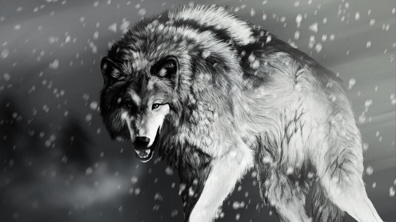 Wolf in Snowstorm — Black