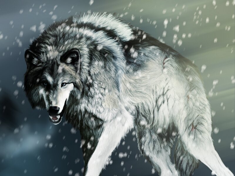 Wolf in Snowstorm — Dramatic