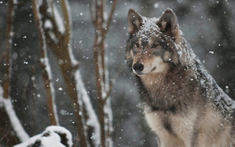 Wolf in Snowstorm — Gray, Cold