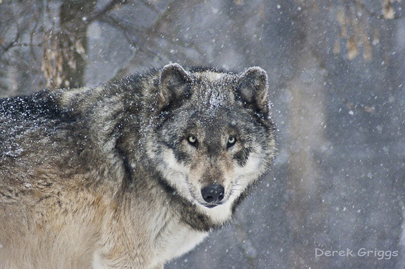 Wolf in Snowstorm — Gray, Cold, Winter, Photograph, Snow