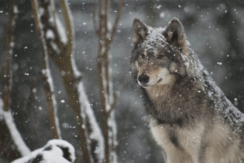Wolf in Snowstorm — Gray, Cold, Winter, Photograph
