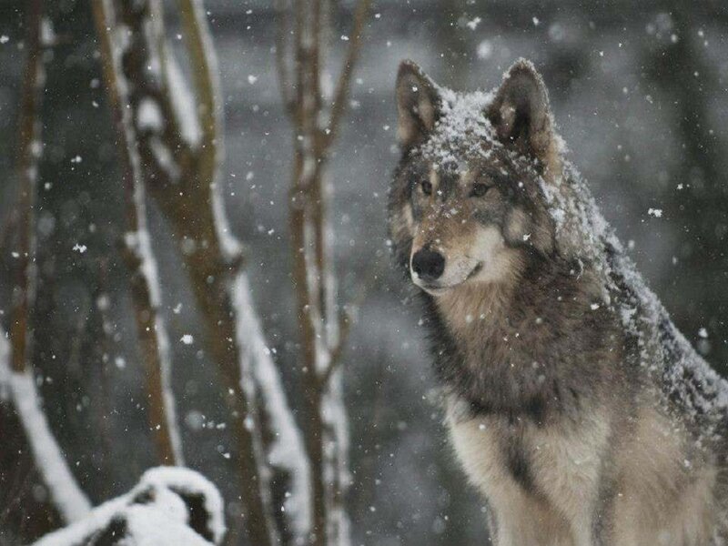 Wolf in Snowstorm — Gray, Cold, Winter