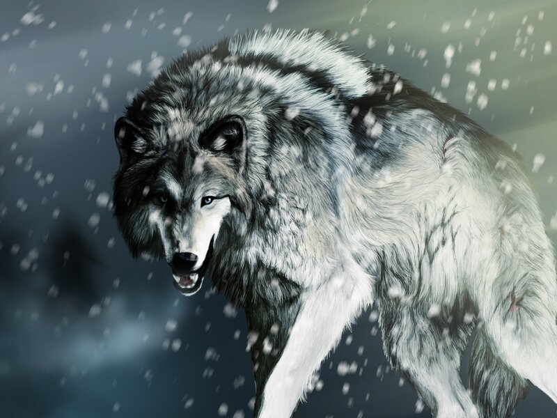 Wolf in Snowstorm — Gray, Dramatic, Winter
