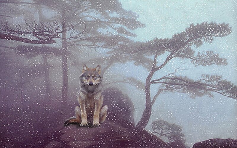 Wolf in Snowstorm — Gray
