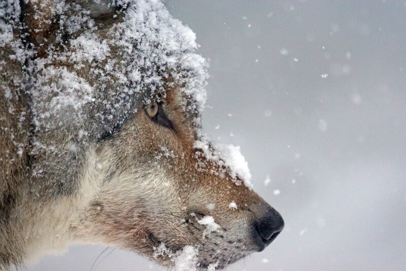 wolf in snowstorm