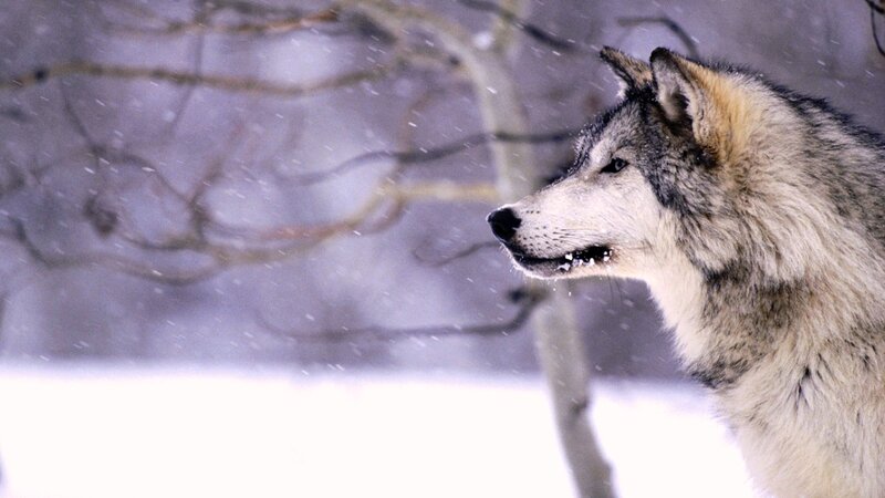 Wolf in Snowstorm — White, Cold