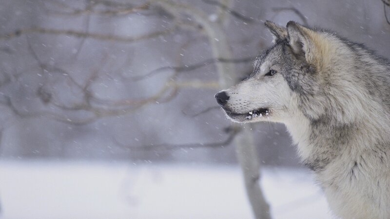 Wolf in Snowstorm — White, Cold, Winter, Photograph, Snow