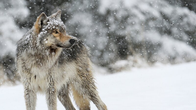 Wolf in Snowstorm — White, Cold, Winter, Photograph, Snow, Trees, Forest