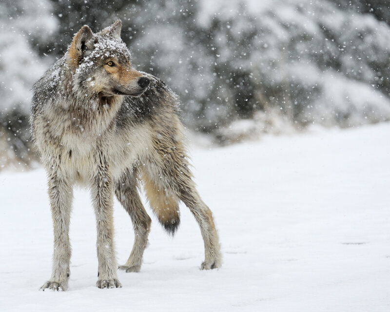 Wolf in Snowstorm — White, Cold, Winter, Photograph, Snow, Trees