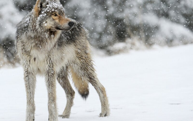 Wolf in Snowstorm — White, Cold, Winter, Photograph