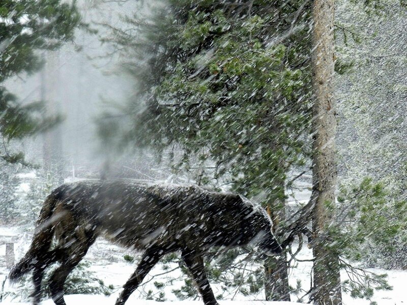 Wolf in Snowstorm — White, Cold, Winter, Photograph, Trees
