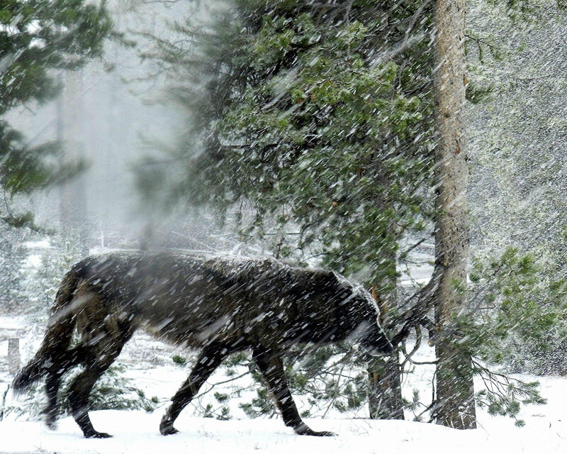 Wolf in Snowstorm — White, Cold, Winter
