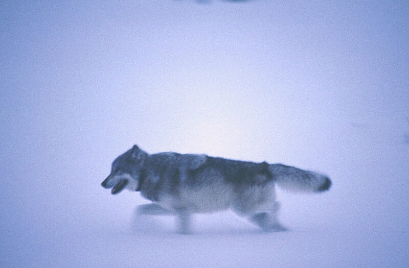 Wolf in Snowstorm — White