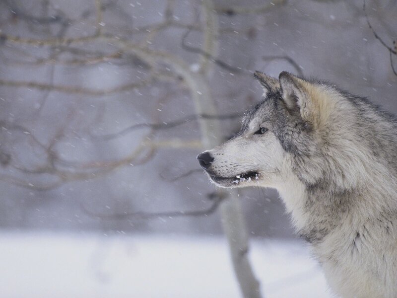 Wolf in Snowstorm — Winter