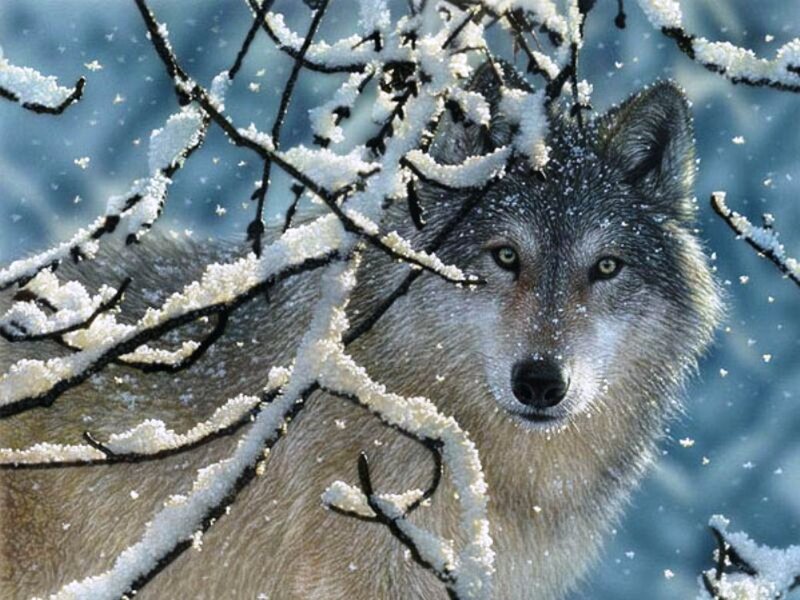 Wolf in Snowy Branches