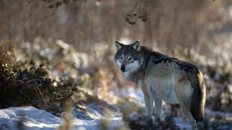 Wolf in Snowy Field