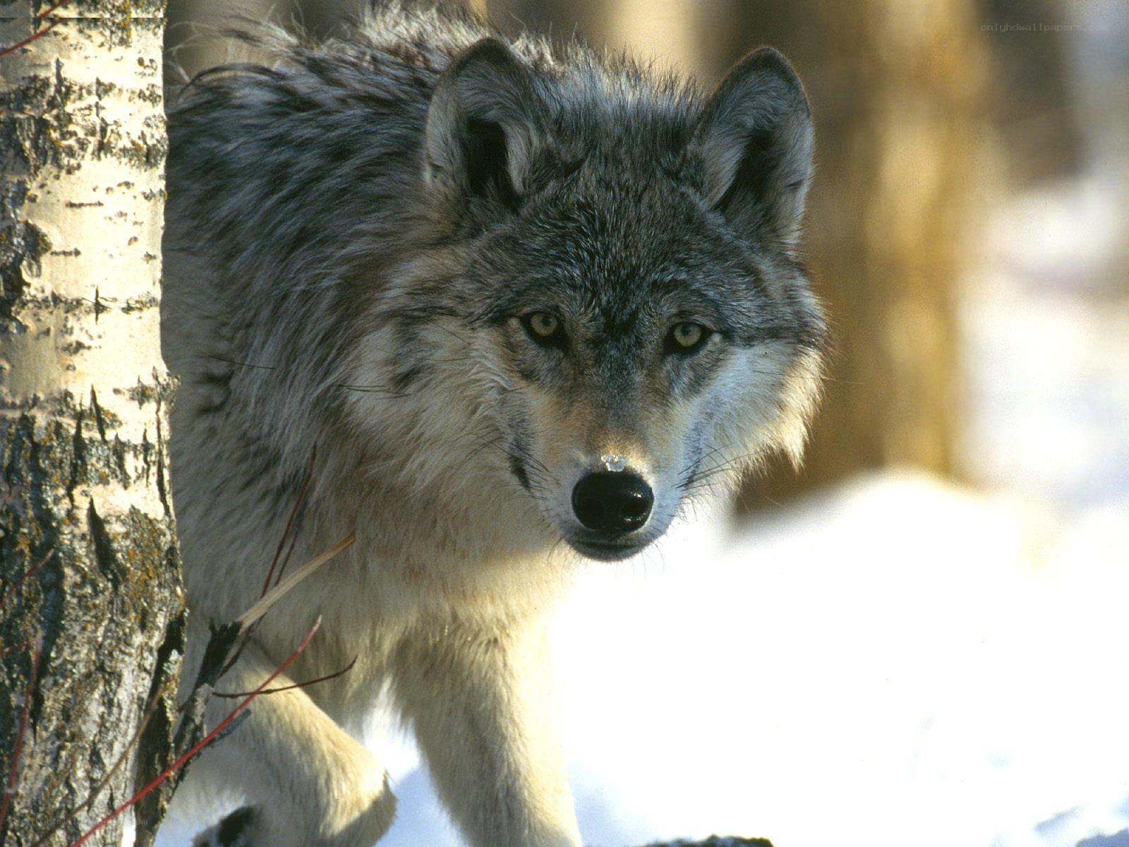 wolf in snowy forest