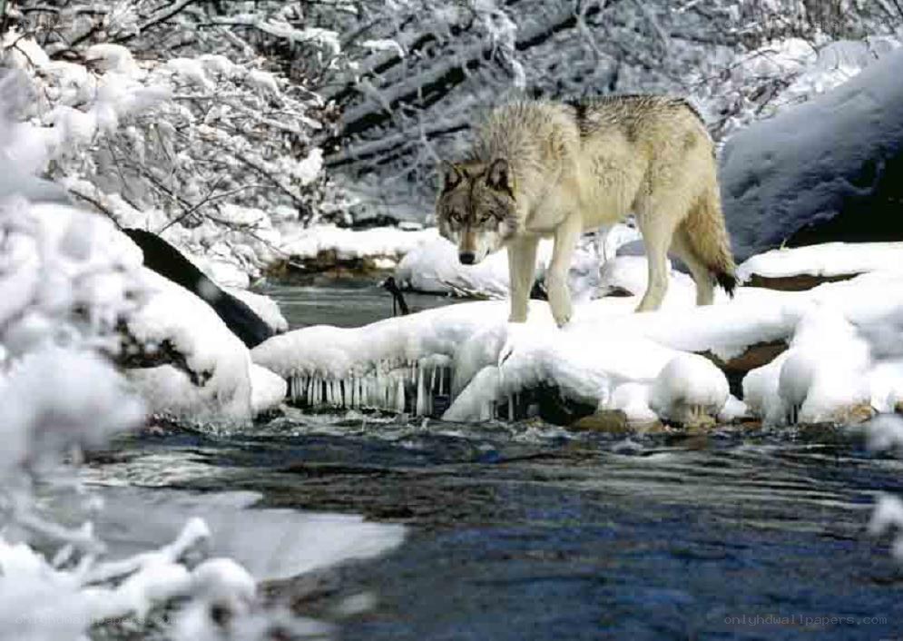 wolf in snowy forest