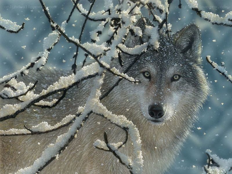 wolf in snowy forest