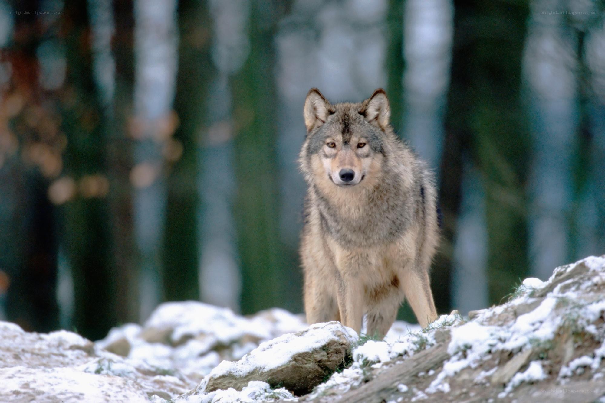 wolf in snowy forest