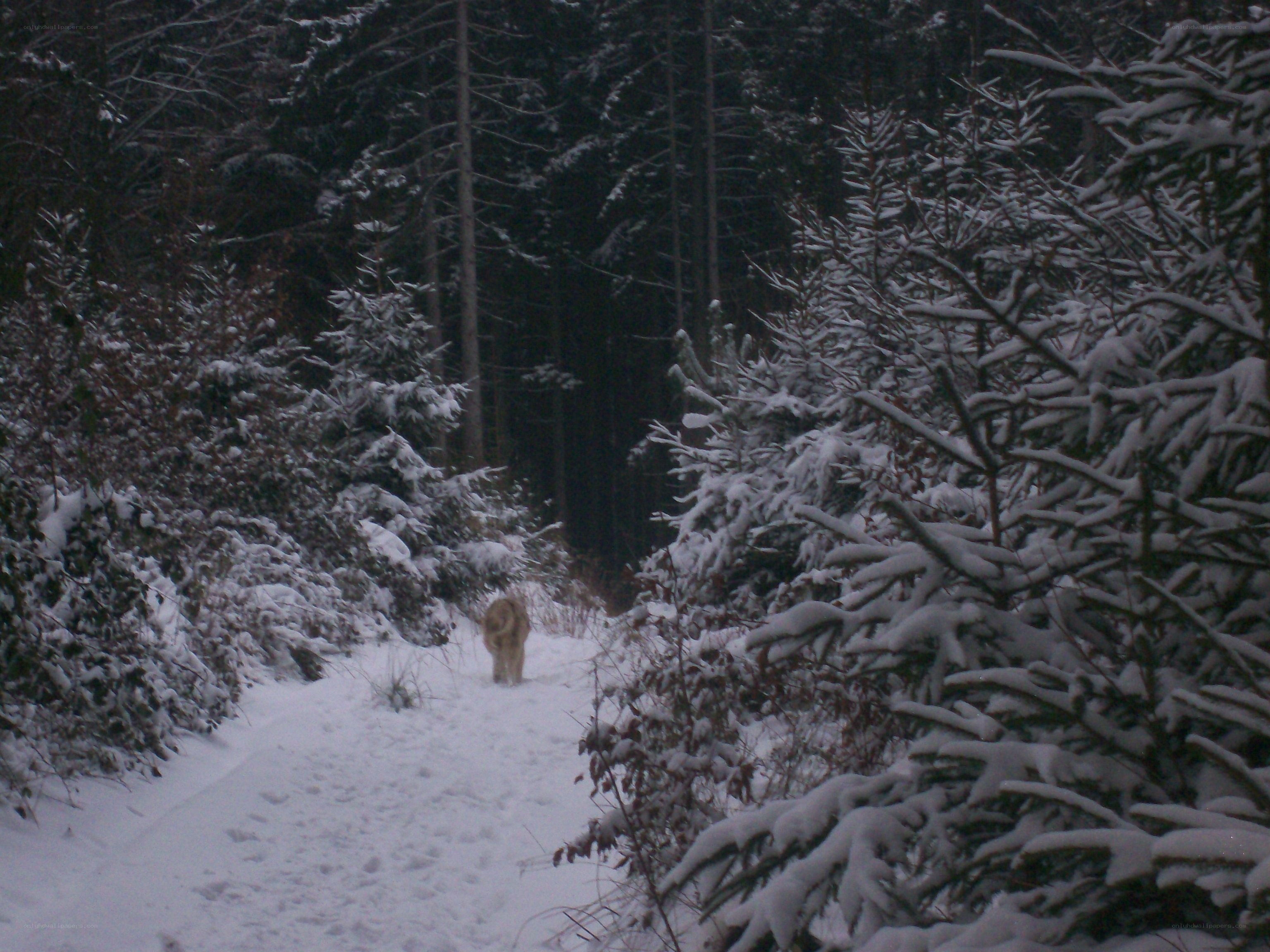 wolf in snowy forest
