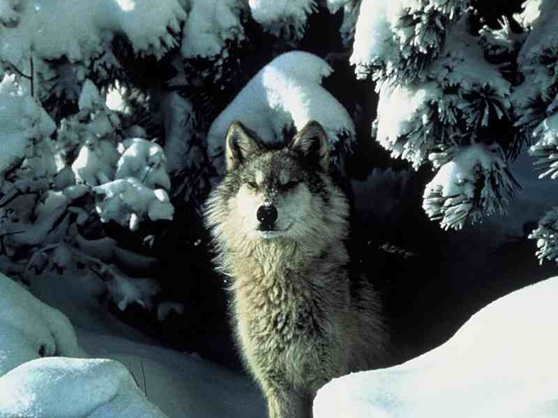 wolf in snowy forest