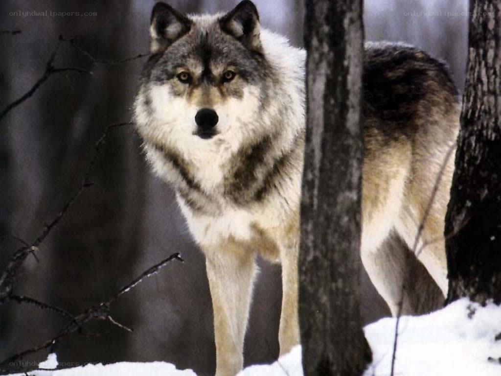 wolf in snowy forest