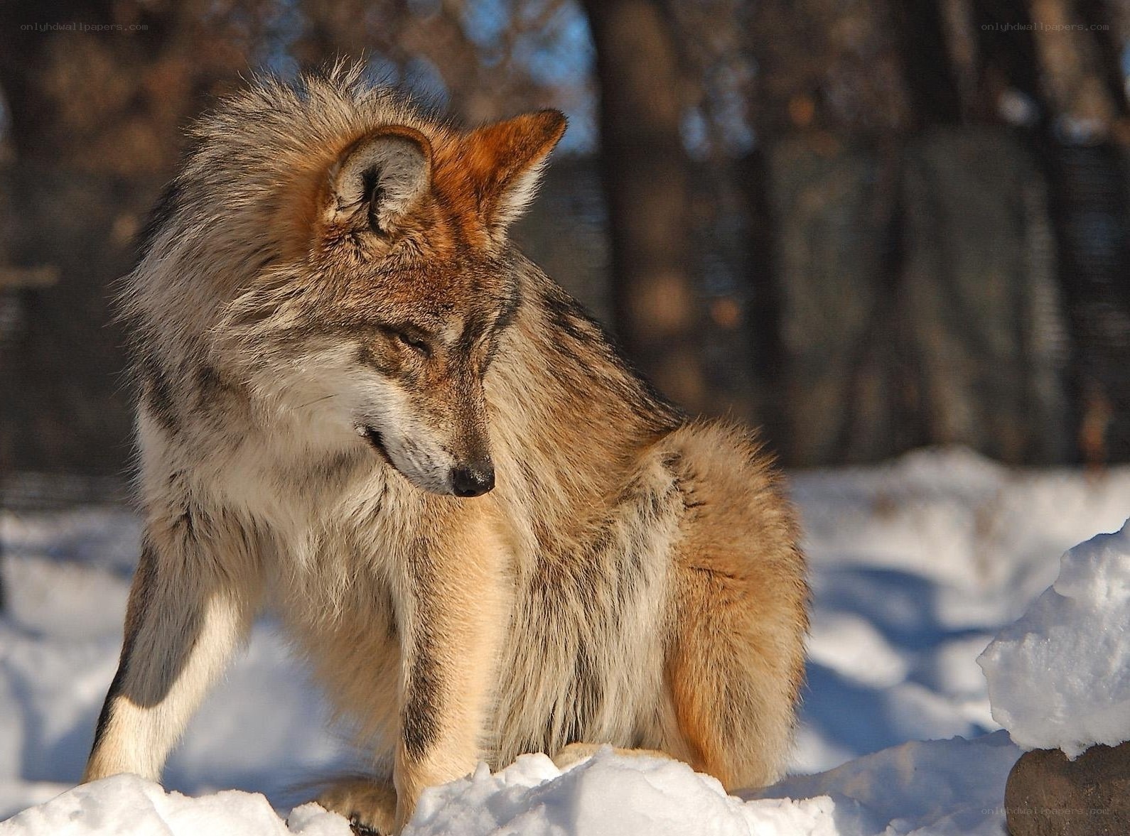 wolf in snowy forest