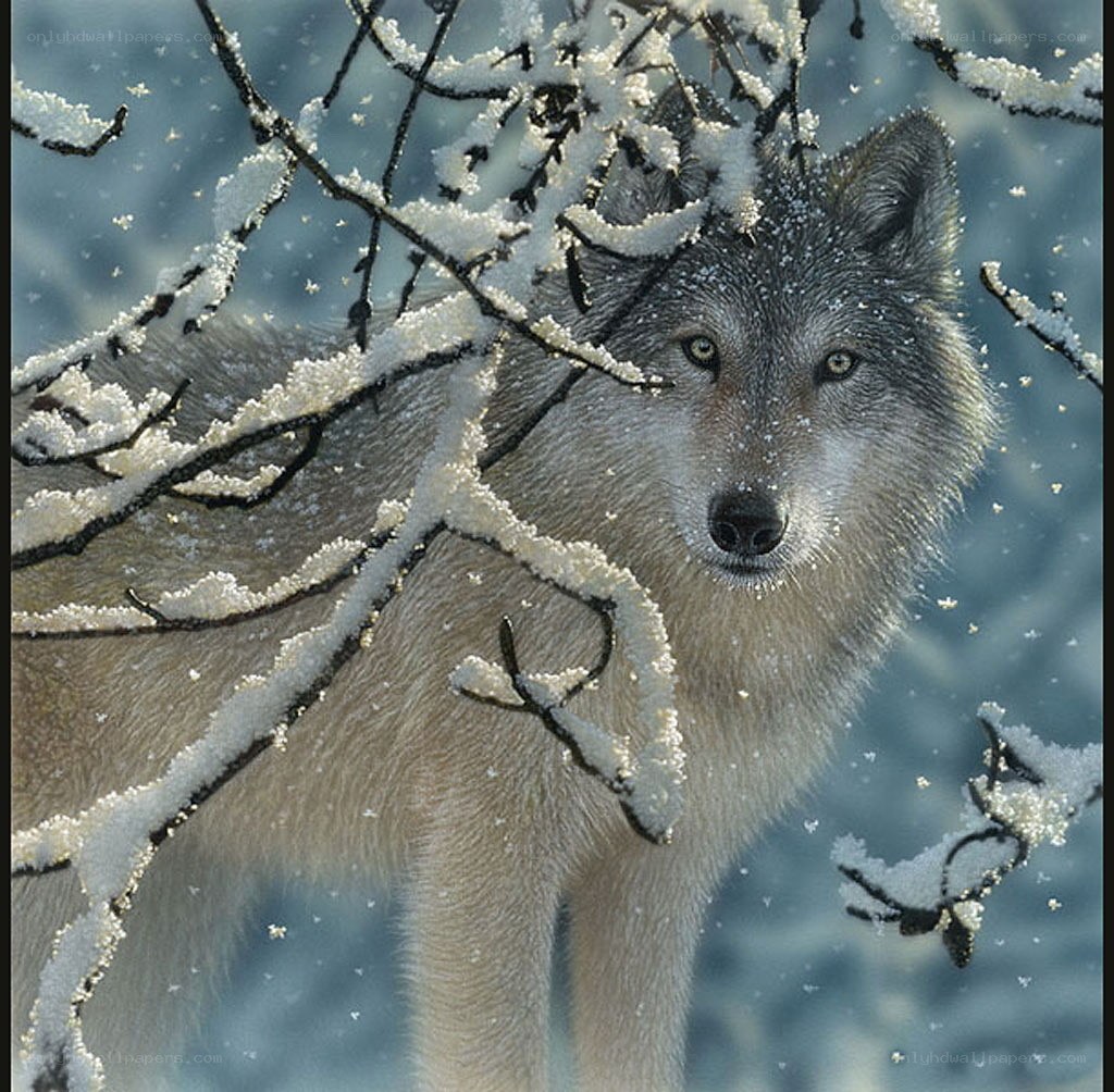 wolf in snowy forest